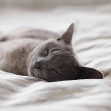Chat allongé sur un lit.
